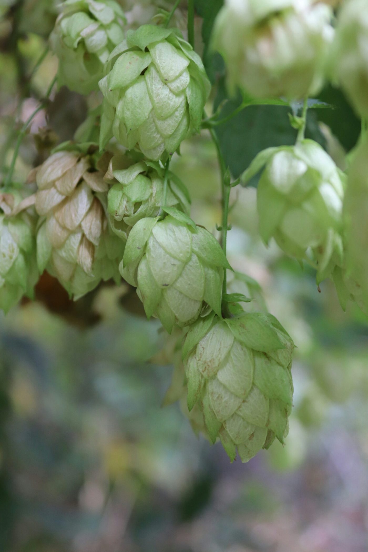 Hmelj biljka za varenje craft piva Teraca Craft Brewery